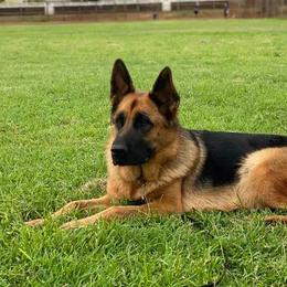 German Shepherds from Kingdom Shepherds