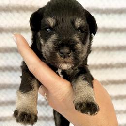 Gabby Black and Silver Boy - Black and silver male Miniature Schnauzer puppy in Floyd, Virginia from Little River Puppies