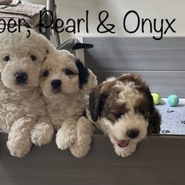 Bernedoodle Puppies from Heartland Kennels