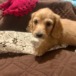 Grover - Cream male Dachshund puppy in Tahlequah, Oklahoma from Love Some Dogs Dachshunds & Cavalier King Charles Spaniels,Cavapoos