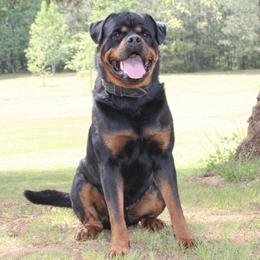 Rottweilers from Rom Haus Rottweilers, LLC