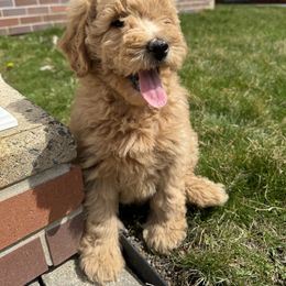 Goldendoodle Puppies from Mini Goldendoodles of New England
