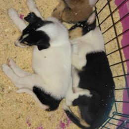 Reserved 2 Spots - Black white and tan male Collie puppy in St Stephens, Wyoming from Desert Kennels