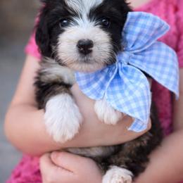 Bernedoodle Puppies from O’Hearon’s Amazing Puppies
