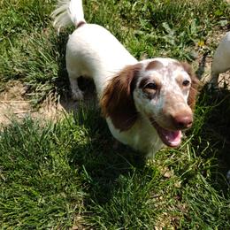 Pen pen - Dachshund