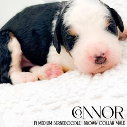 Connor - Tri-color male Bernedoodle puppy in Tipton, Indiana from Country Creek Doodles