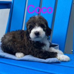 Bernedoodle and Pomsky Puppies from T-Rose’s Bernedoodle & Pomsky Puppies