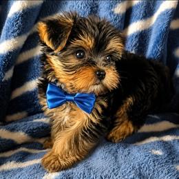 Yorkshire Terriers from HelloBeautifulYorkies