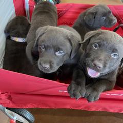 Labrador Retriever Puppies from Rustic Ridge Labradors