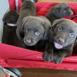Labrador Retriever Puppies from Rustic Ridge Labradors