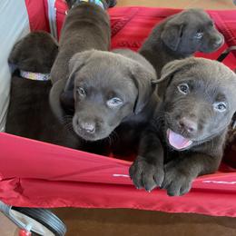 Labrador Retriever Puppies from Rustic Ridge Labradors