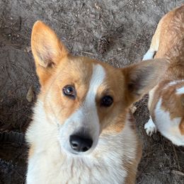 Lola - Pembroke Welsh Corgi