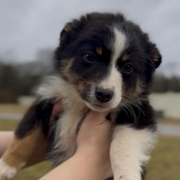 Ranger - Boy 3 - Black tri male Miniature Australian Shepherd puppy in Murfreesboro, Tennessee from Norby's Mini Aussies