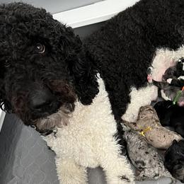 Bernedoodles from Farm Sweet Farm Doodles