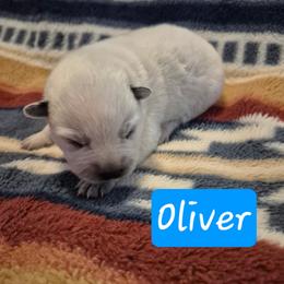 Oliver - Blue male Australian Cattle Dog puppy in Prescott Valley, Arizona from KS Cattle Dogs