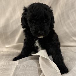 Double Doodle Puppies from Southern Sunshine Doodles 🩷