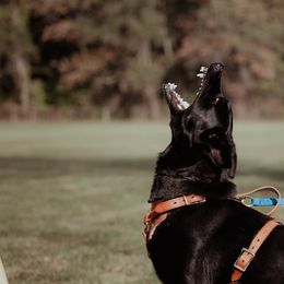 German Shepherds from Kriegerseele