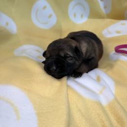 Pink Collar Female - Sable female German Shepherd puppy in Louisville, Kentucky from Barrage K9