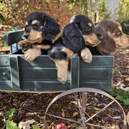 Dachshund Puppies from Pine & Paws Dachshunds