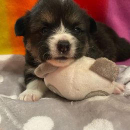 Pembroke Welsh Corgi Puppies from Walkabouts Corgis