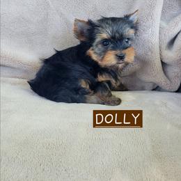 Dolly - Black and gold female Yorkshire Terrier puppy in Middleton, Idaho from Rocky Mountain Yorkies