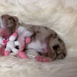 Australian Shepherd Puppies from Antebellum Australian Shepherds