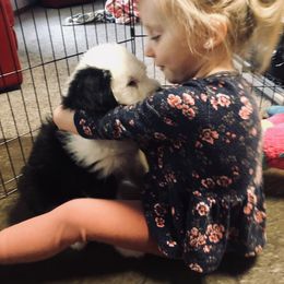 Old English Sheepdog Puppies from Bumblebears Old English Sheepdogs