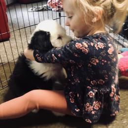 Old English Sheepdog Puppies from Bumblebears Old English Sheepdogs