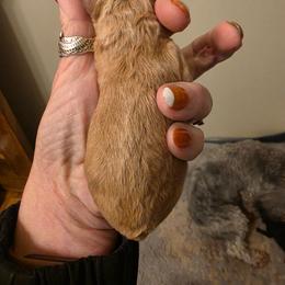 Baby girl 1 - Apricot female Poodle puppy in Louisville, Mississippi from Cindy's Poodles