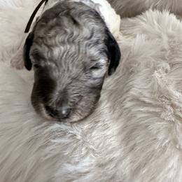5 - Merle female Labradoodle puppy in Greensboro, Georgia from B’s Doodles