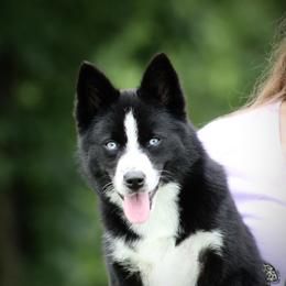 Socks - Black and white female Pomsky puppy in Wolfe City, Texas from Susan Warnock