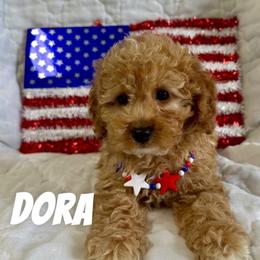 Aussiedoodle, Cockapoo, and Havapoo Puppies from Kaitlen Wood