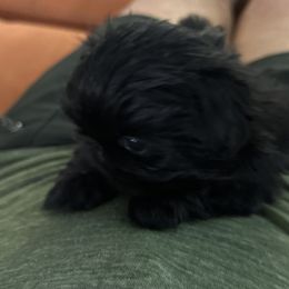 Joker - Pekingese puppy from Sassy's Forever Pekingese