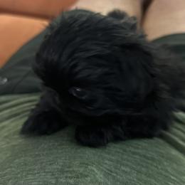 Joker - Pekingese puppy from Sassy's Forever Pekingese