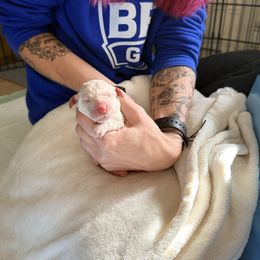 Cream Female - Cream female Poodle puppy in Mendenhall, Mississippi from Red Bayou Kennels, LLC