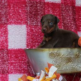 Boy 3 - Red and rust male Doberman Pinscher puppy in Williamston, Sc, South Carolina from Dutton Dog Co & Dalla Grazia Doberman