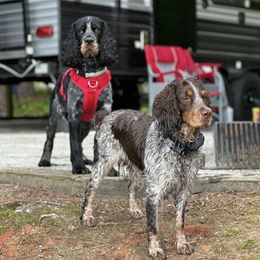 English Springer Spaniels from High Point Springers