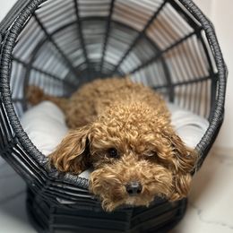 Kobe - Poodle