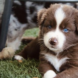 Australian Shepherd Puppies from Tru Blu Aussies
