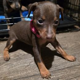 BLCF1 - Chocolate and rust female Miniature Pinscher puppy in Middle Point, Ohio from Knisely's Min Pins-AKC