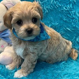 Maltipoo puppies from Knight Pups