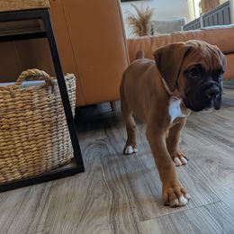 Olive - Fawn Boxer puppy in Wellington, Ohio from Brinkhaven Boxers