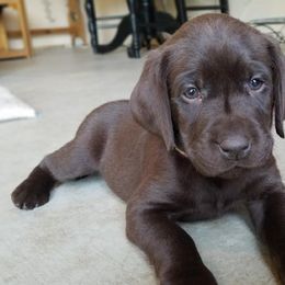 Labrador Retriever Puppies from Loving Loyal Labs