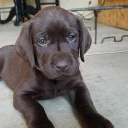 Labrador Retriever Puppies from Loving Loyal Labs