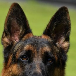 Boni - German Shepherd