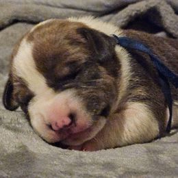 Blue - Blue fawn male American Bully puppy in Lexington, Kentucky from Deuce's Den