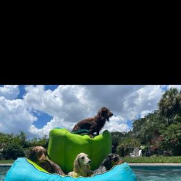 Dachshund Puppies from Channelledox