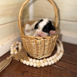 Nova - Black and white female English Springer Spaniel puppy in Cottageville, West Virginia from Mountain Top Springers