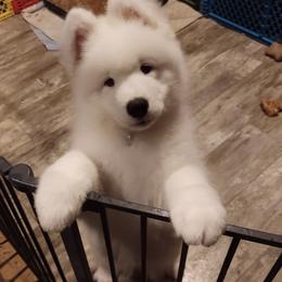 Borzoi and Samoyed Puppies from Kalabria