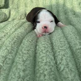 Flint - Black male American Staffordshire Terrier puppy in Byron, Georgia from Lelani